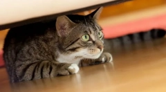 Зошто мачката се крие во темни места?