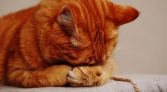 Зошто мачка меур?