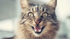 Зошто мачки прачки?