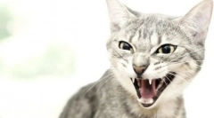 Зошто мачката хитови човек?