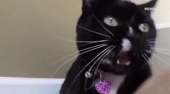 Зошто мачката хитови на неговиот маче?