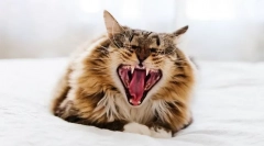 Зошто мачката ги крие забите?