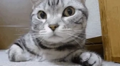 Зошто мачката покриен со носот?