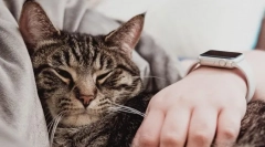 Зошто мачката спие на човекот?