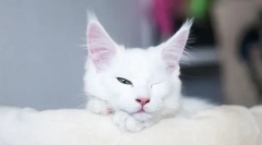 Зошто мачката спие со отворени очи?