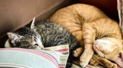 Зошто мачката спие на главата на човекот