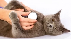 Зошто мачката дише тешко?