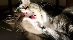 Зошто мачката тоне