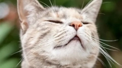 Зошто мачките како мирисот на клорки?