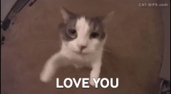 Зошто мачките само како луѓе, а други - не?