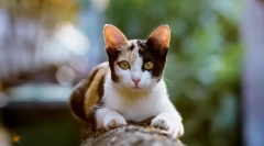 Зошто мачките трчаат по тоалетот?