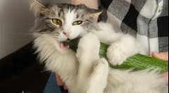 Зошто мачките се плашат од краставица?