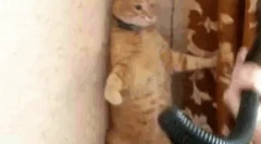 Зошто мачките се плашат од правосмукалка?