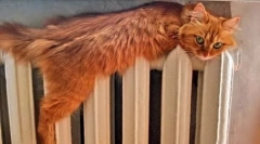 Зошто мачките се плашат од вода