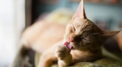 Зошто мачките често се мијат?