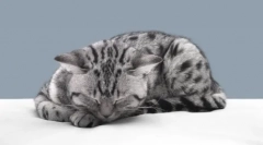 Зошто мачките го чувствуваат враќањето на сопствениците