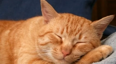 Зошто мачките трчаат во сон?