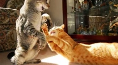 Зошто мачките се борат меѓу себе како да ги усогласат