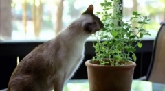 Зошто мачките јадат цвеќиња