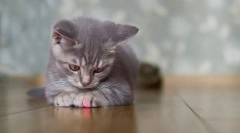 Зошто мачките потера зрак од ласерски покажувач?