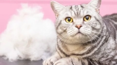 Зошто мачка linet?