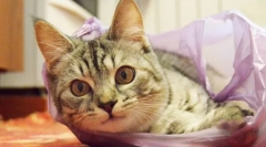 Зошто мачките лижат пакети?