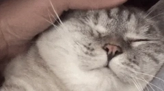 Зошто мачките сакаат кога се галеат?