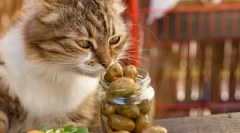 Зошто мачките сакаат маслинки?