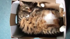 Зошто мачките сакаат пакети и кутии