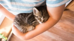 Зошто мачки murchat?