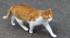 Зошто мачките го најдат патот до дома