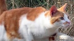 Зошто мачките не се скршени кога паѓаат?