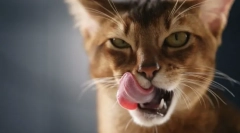 Зошто мачките се лижеат?