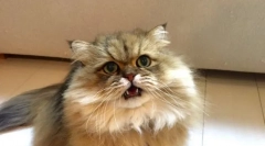 Зошто мачките ја отвораат устата кога шмркаат