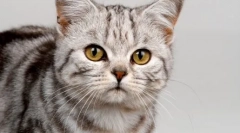 Зошто мачките донесуваат глувци на нивните сопственици