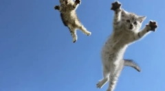 Зошто мачките земјиште на 4 шепи: научно објаснување