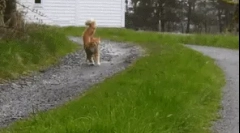 Зошто мачките ја брануваат опашката?