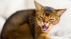 Зошто мачките се задушуваат?