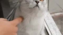 Зошто мачките изгледаат во празнина?