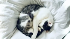 Зошто мачките спијат со сопствениците?