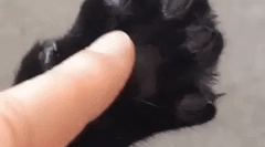 Зошто мачка канџана причина?