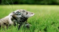 Зошто мачките валани нозе: 8 одговори на едно едноставно прашање