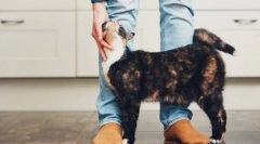 Зошто мачките се фаќаат за нозете?