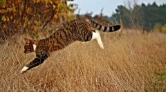 Зошто мачките заминуваат дома?