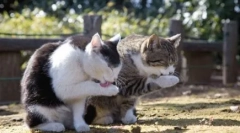 Зошто мачките ги мијат мачките, но нема кучиња