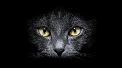 Зошто мачките гледаат во мракот