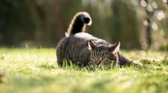 Зошто мачките сакаат опашката?