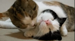 Зошто мачките лижат едни со други?