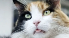 Зошто мачките го ставаат јазикот?