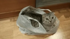 Зошто мачката лиже полиетиленски пакети и како да го одвикне од оваа навика